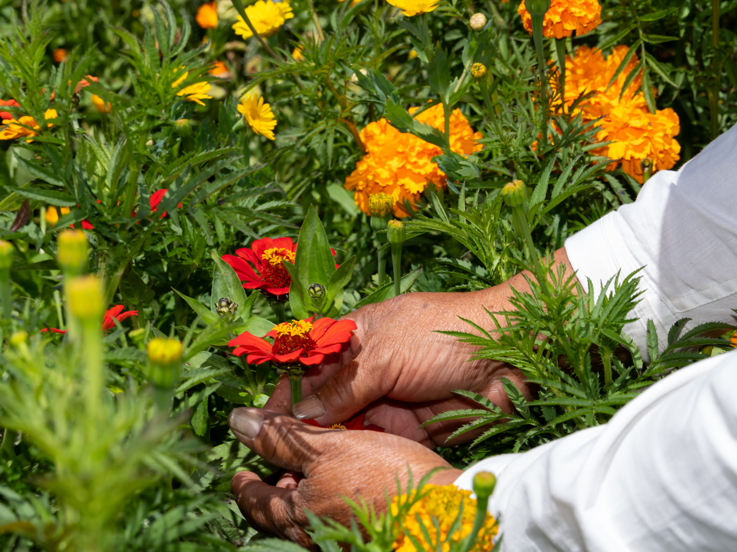 Tradición y memoria, así se vive la Feria de las Flores 2024